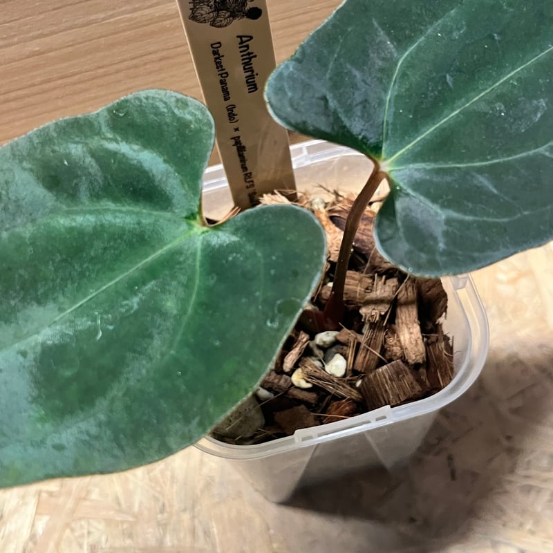 アンスリウム ダーケストパナマ×ソウルリーパー | GREEN LUCK