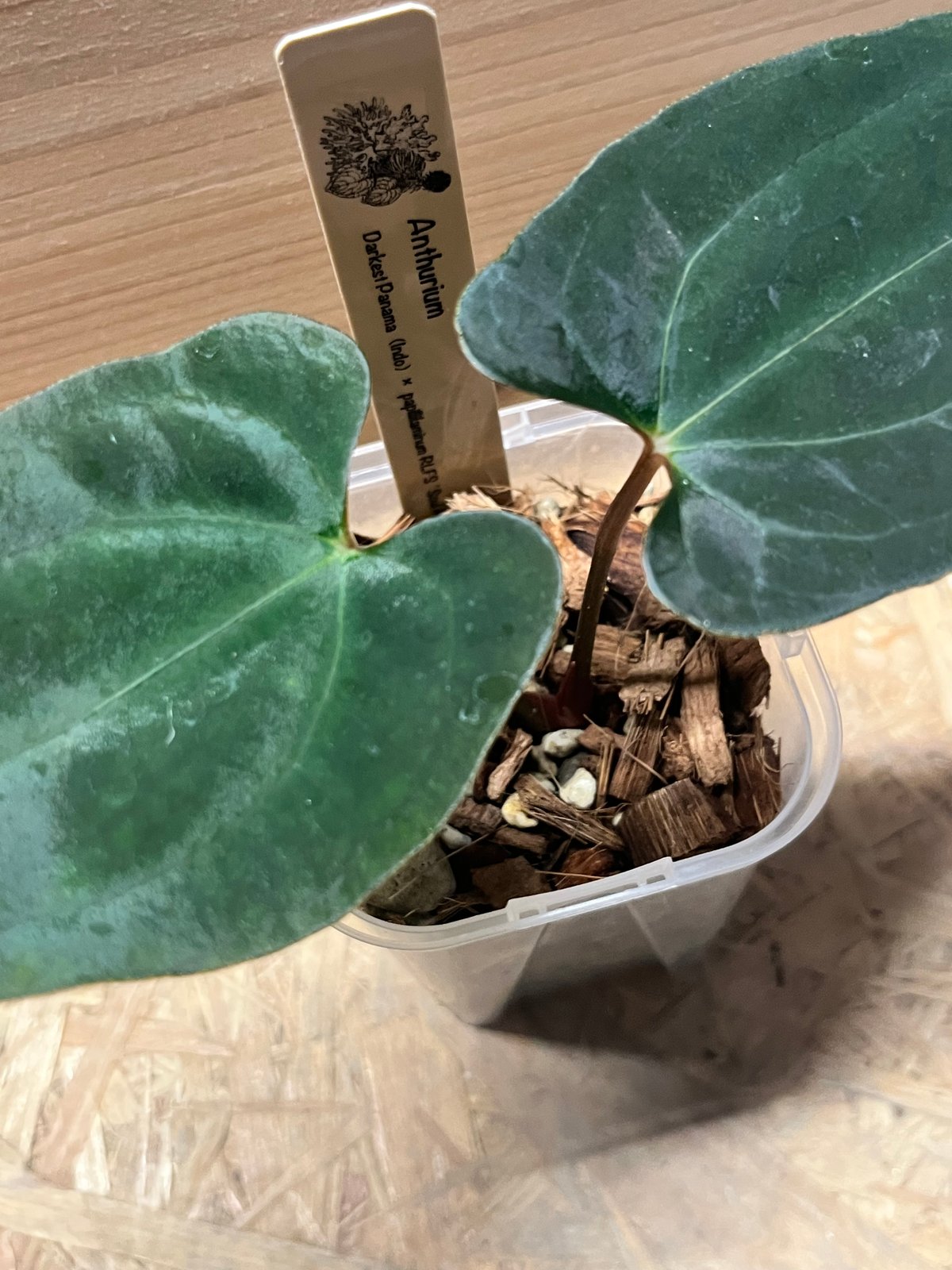 アンスリウム ダーケストパナマ×ソウルリーパー | GREEN LUCK