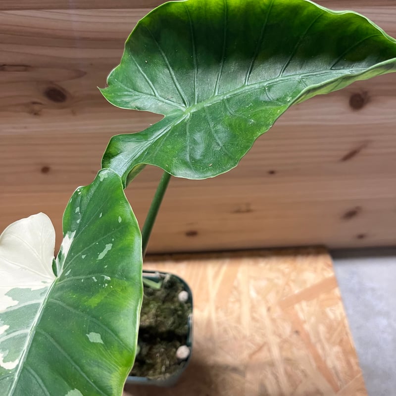 斑入りクワズイモ アロカシア オドラ オキナワシルバー | GREEN LUCK