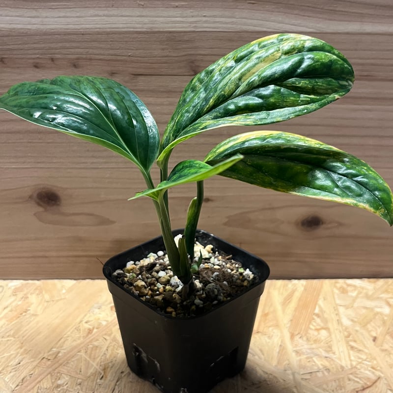 特大 モンステラ ジェイドシャトルコック 8号 モンステラ ジェイドシャトルコック【観葉植物 5号鉢】｜ 【植物