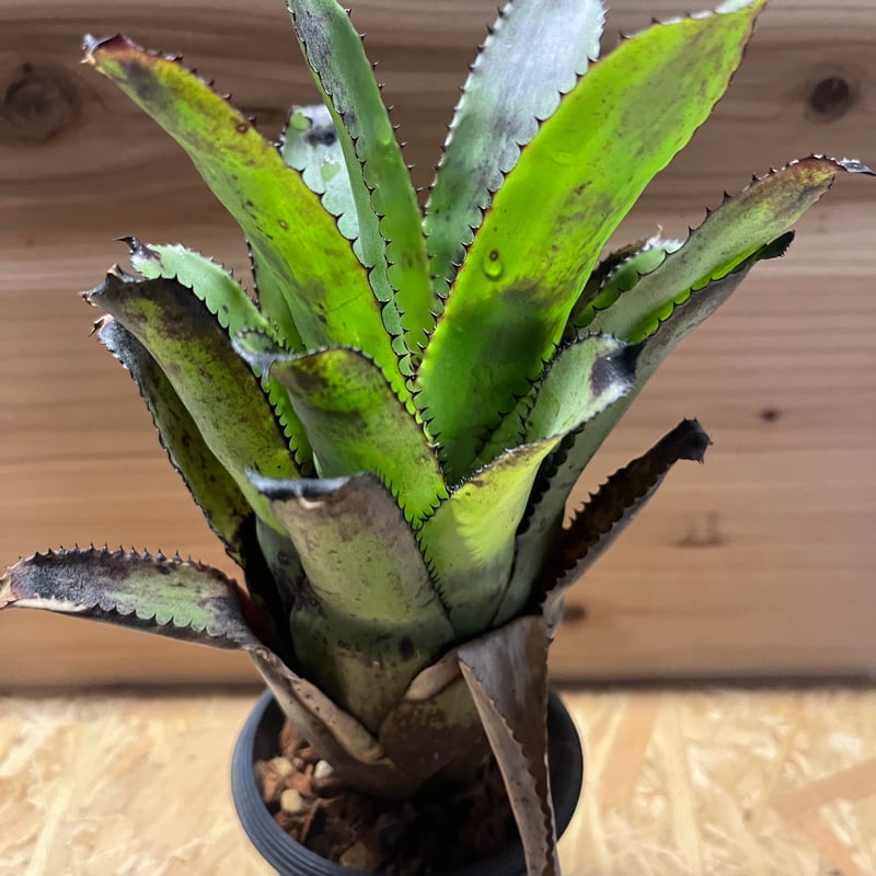 カニストラム フレア | GREEN LUCK