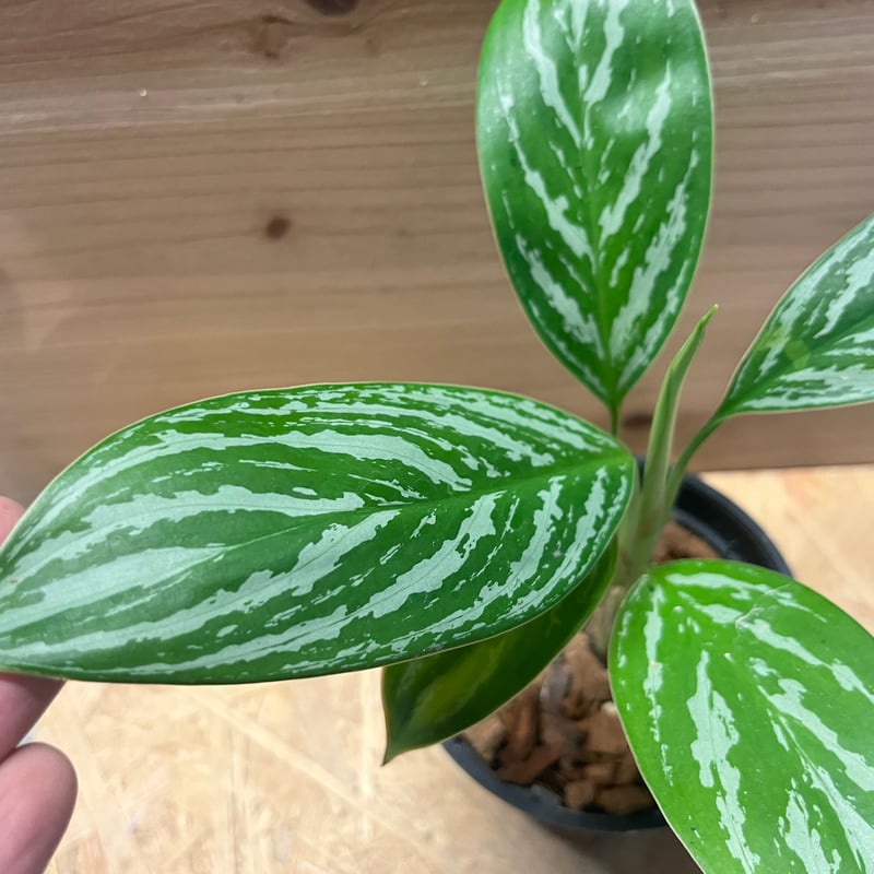 アグラオネマ ニティドゥム カーティシー | GREEN LUCK