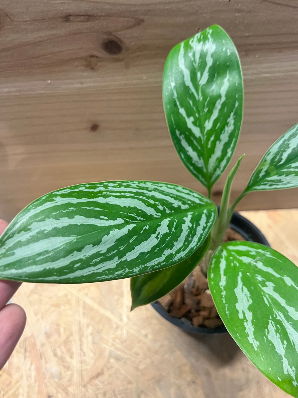 アグラオネマ ニティドゥム カーティシー | GREEN LUCK