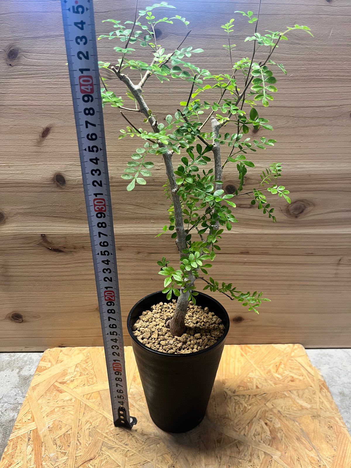 オペルクリカリア ボレアリス | GREEN LUCK