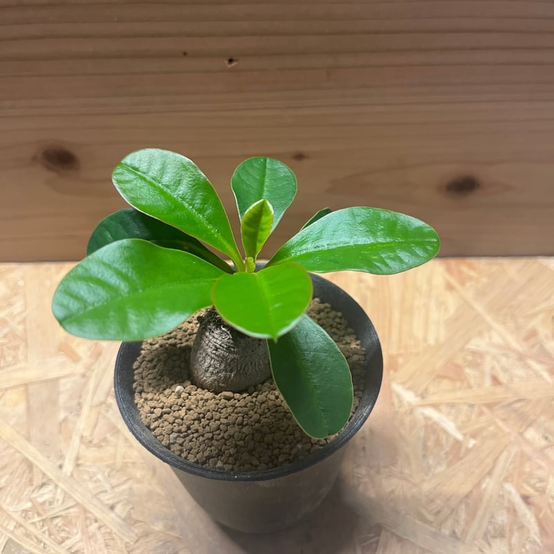 【希少】ユーフォルビア　ラメナ ユーフォルビア ラメナ | GREEN LUCK