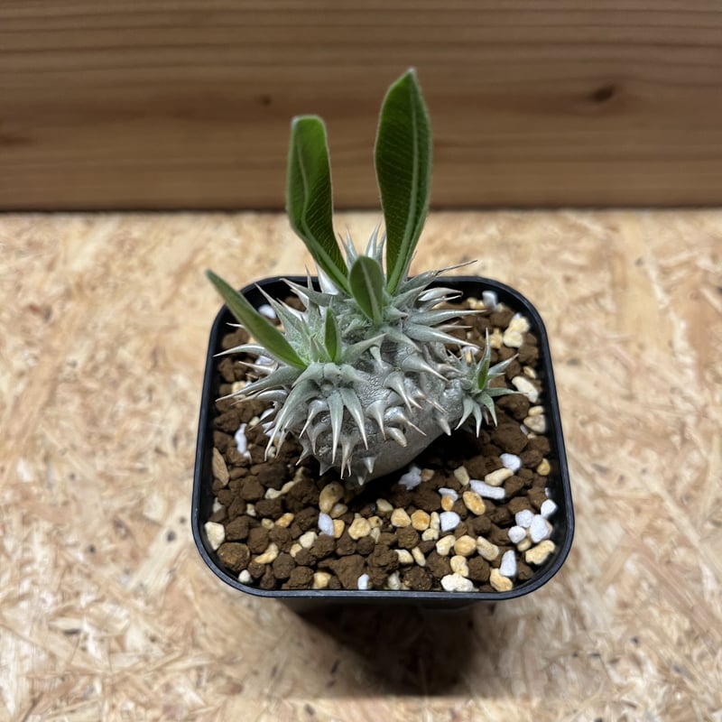 パキポディウム 恵比寿大黒 | GREEN LUCK