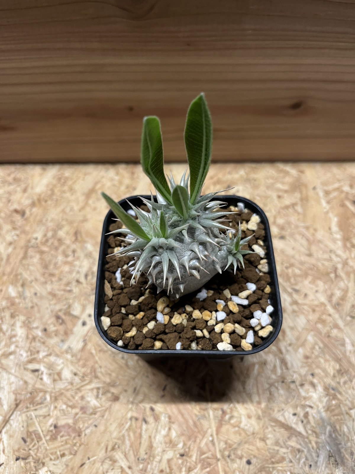 パキポディウム　恵比寿大黒 パキポディウム デンシカウレ 恵比寿大黒④ | hanayoshi-botanical