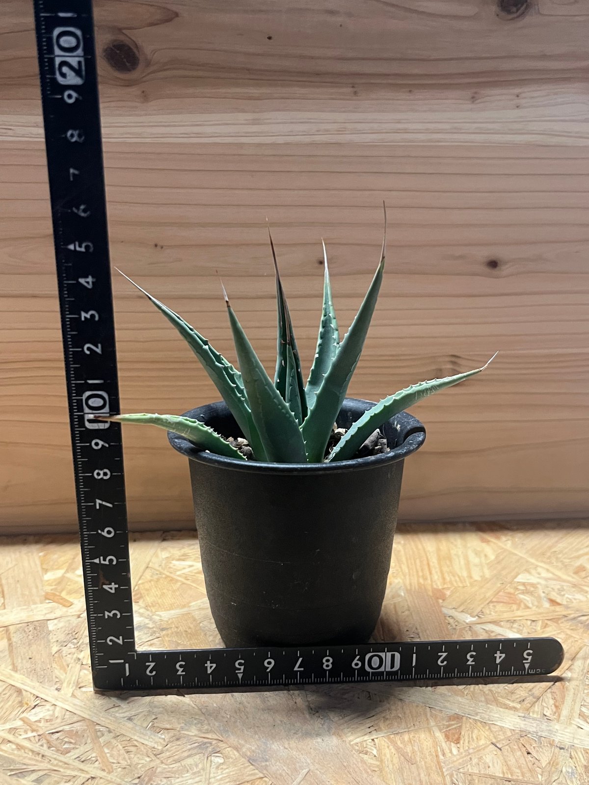 アガベ・ユタエンシス・カイバベンシス （Agave utahensis var. kaibabensis） アガべ ユタエンシス カイバベンシス | GREEN LUCK