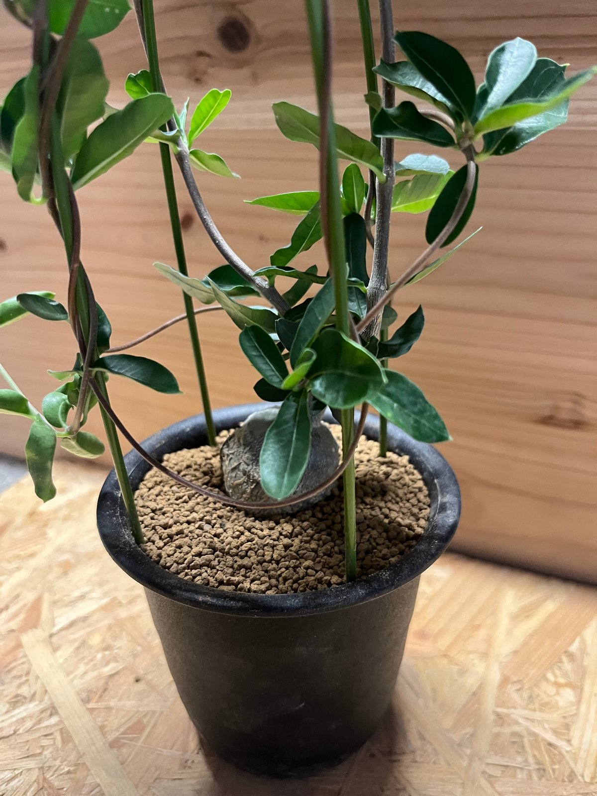 【特大】フォッケア エデュリス　火星人 火星人(フォッケア・エデュリス)の育て方・栽培方法 | LOVEGREEN