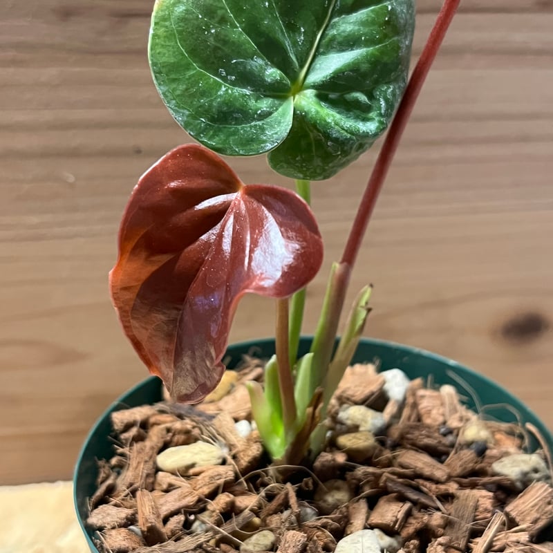 アンスリウム ロムズレッド 大株 葉数多め 株分け可能 15cmロングポット アンスリウム ロムズレッド 大株 葉数多め 株分け可能 15cm