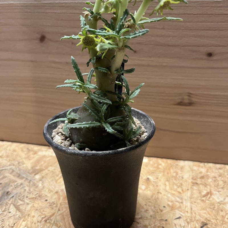 ドルステニア ヒルデブランドティーf.クリスプム | GREEN LUCK