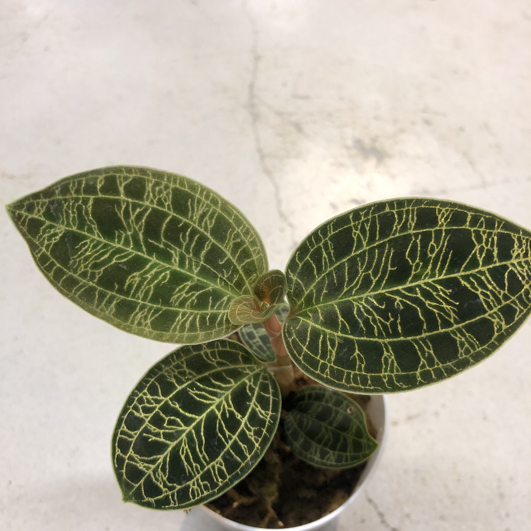 ジュエルオーキッド　マコデスペトラ　マコデス　ペトラ Macodes petola マコデス・ペトラ 【ジュエルオーキッド／宝石蘭