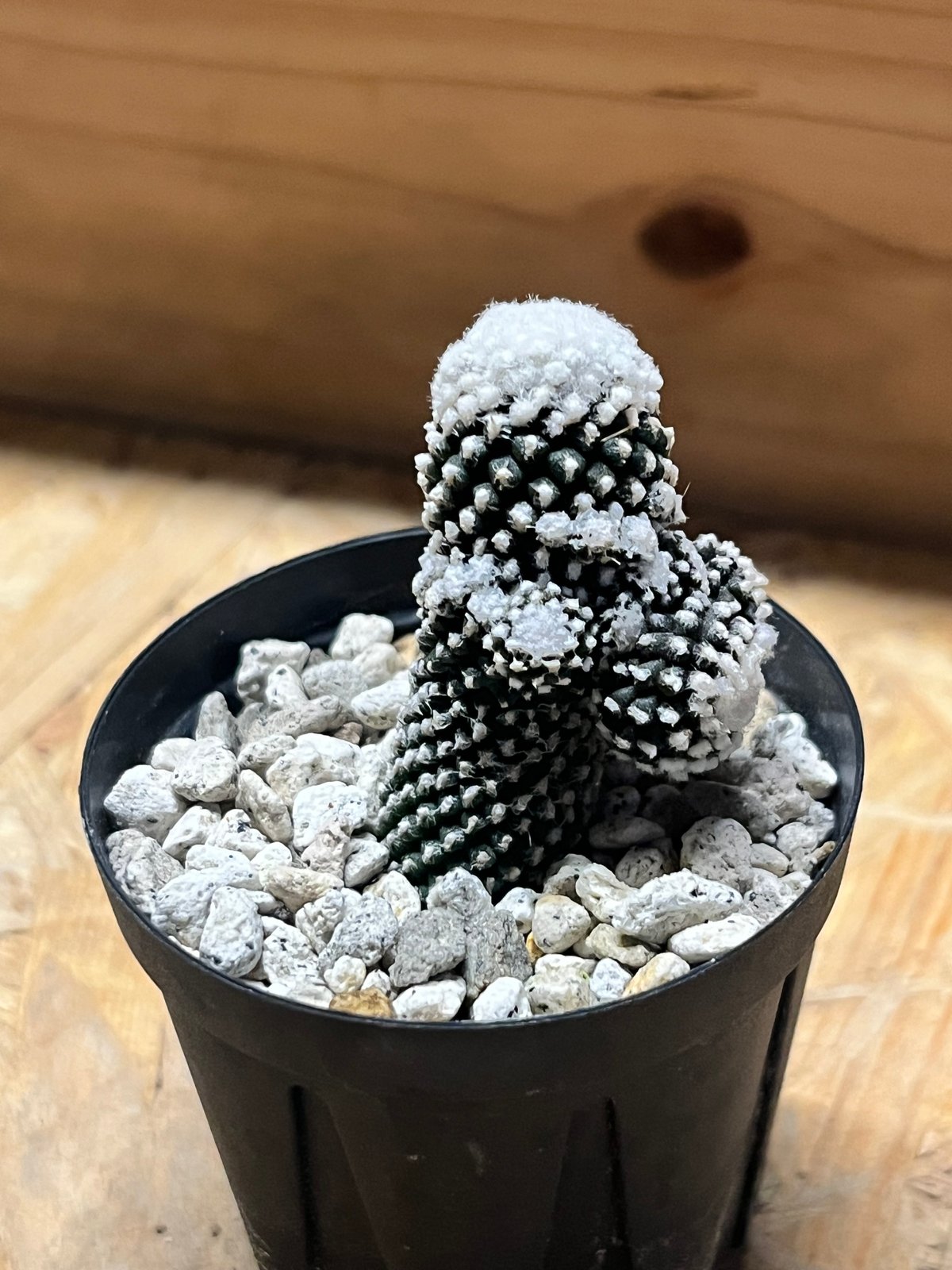 コピアポア テヌイシマ | GREEN LUCK