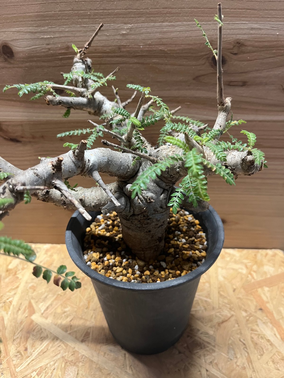 ボスウェリア ネグレクタ | GREEN LUCK