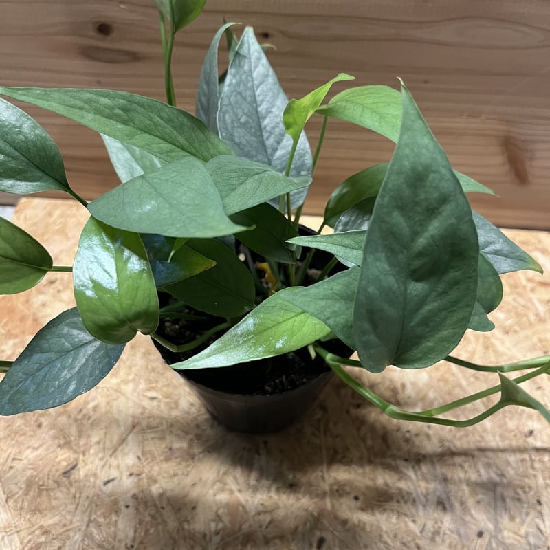 エピプレナム ピナツム セブブルー | GREEN LUCK