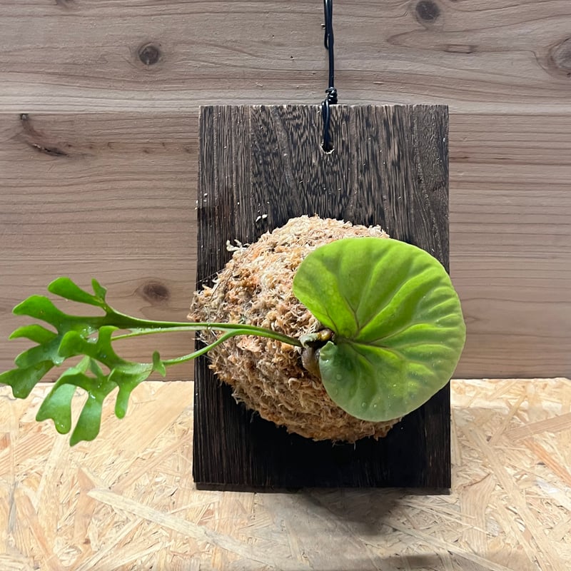 ビカクシダ リドレイ スレンダータグホーン | GREEN LUCK