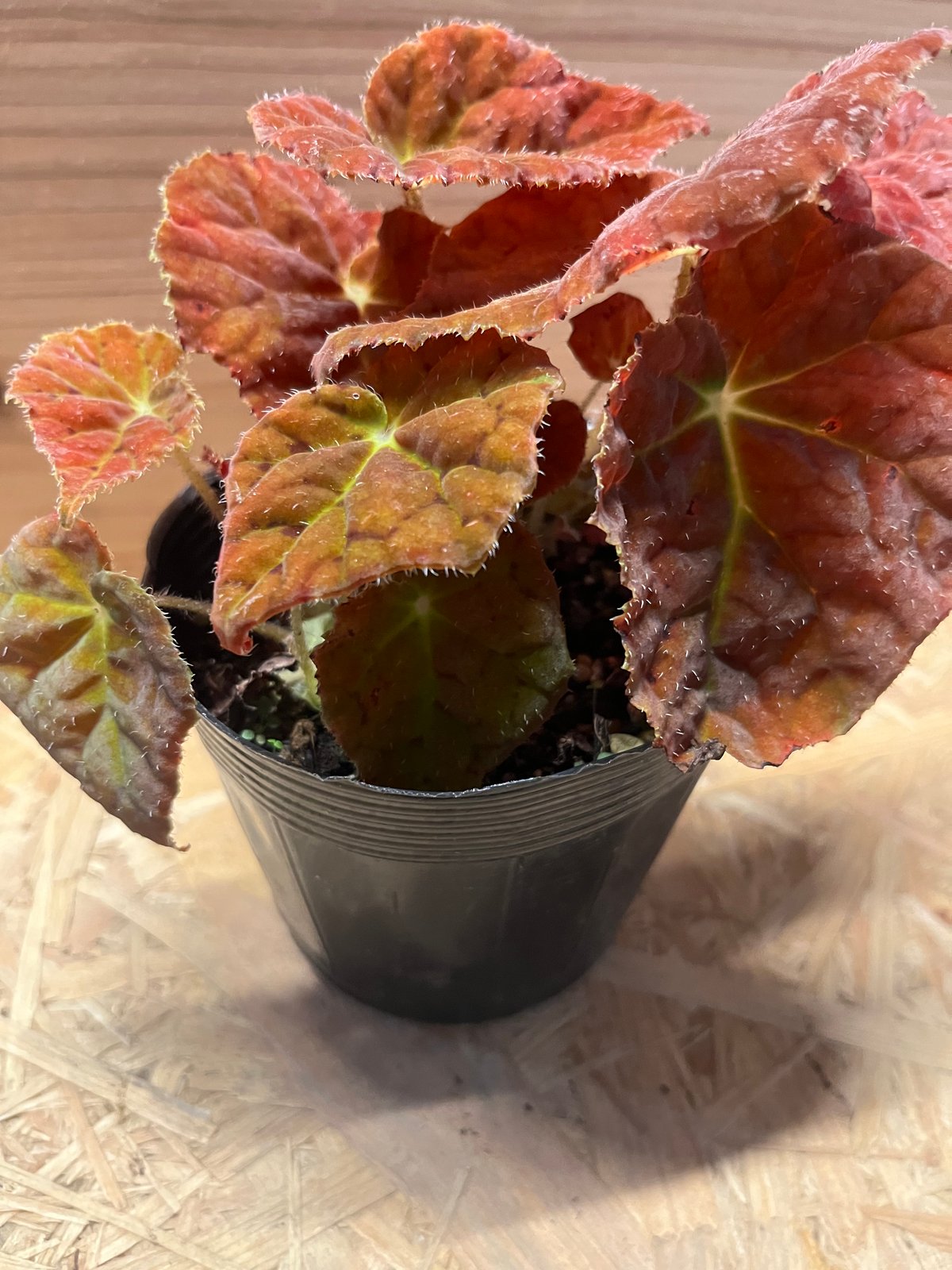 ベゴニア オータムエンバー | GREEN LUCK