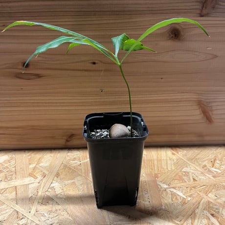 デバオエンシス | STORES