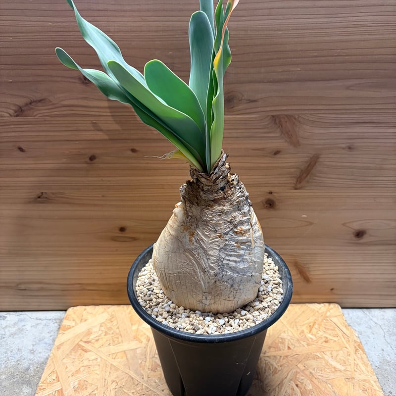 ブーファン ハエマンソイデス | GREEN LUCK