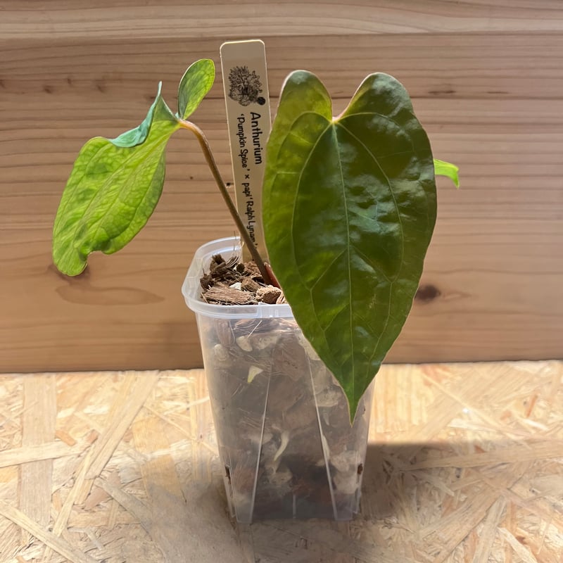 アンスリウム パンプキンスパイス×パピリラミナム ラルフライナム