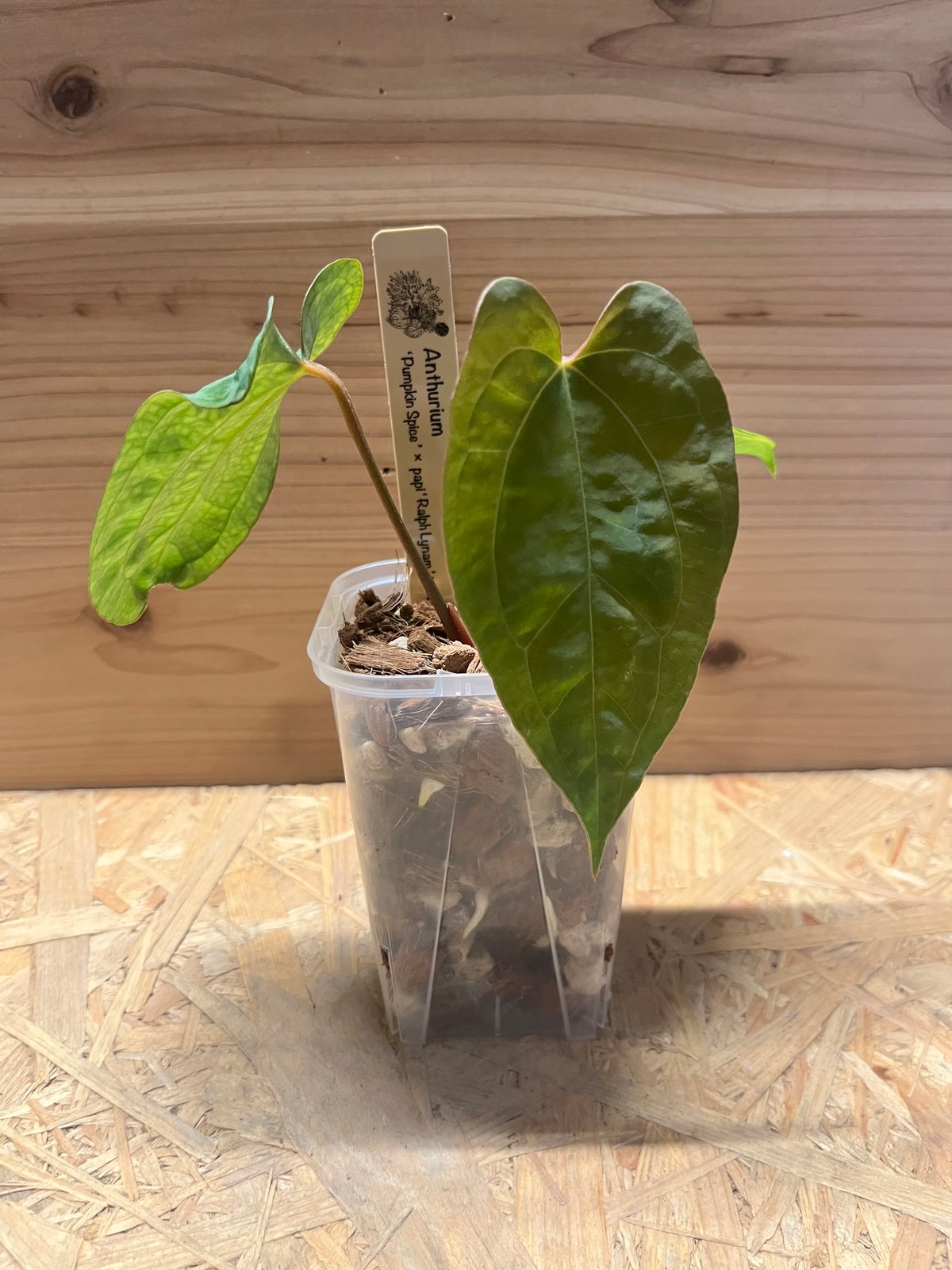 アンスリウム パンプキンスパイス×パピリラミナム