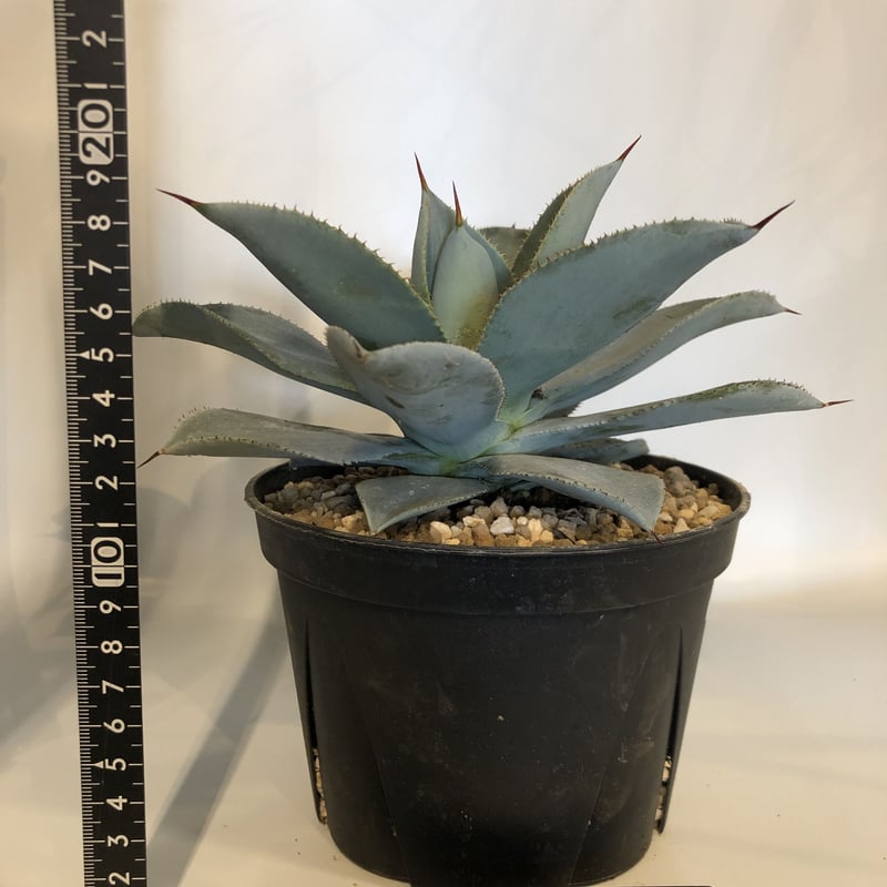 アガベ ピグマエア ドラゴントゥース | GREEN LUCK