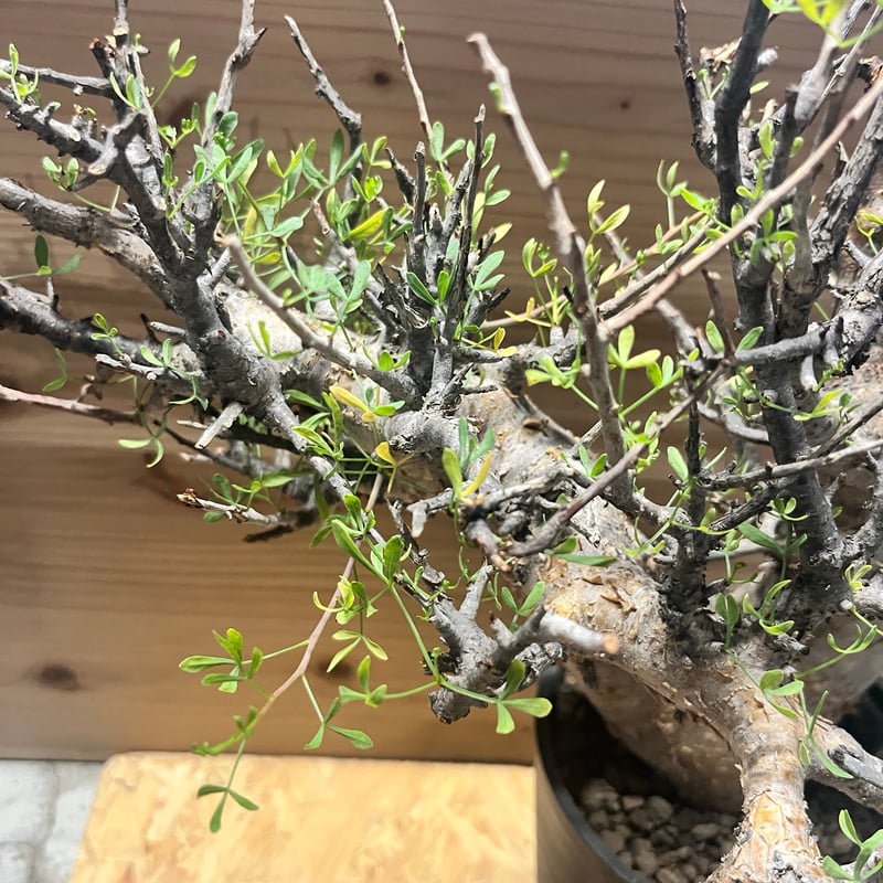 【希少発根済】コミフォラ フォリアセア ソマリア産 現地球 鉢のまま発送 希少発根済】Bコミフォラ フォリアセア ソマリア産 現地球 鉢のまま