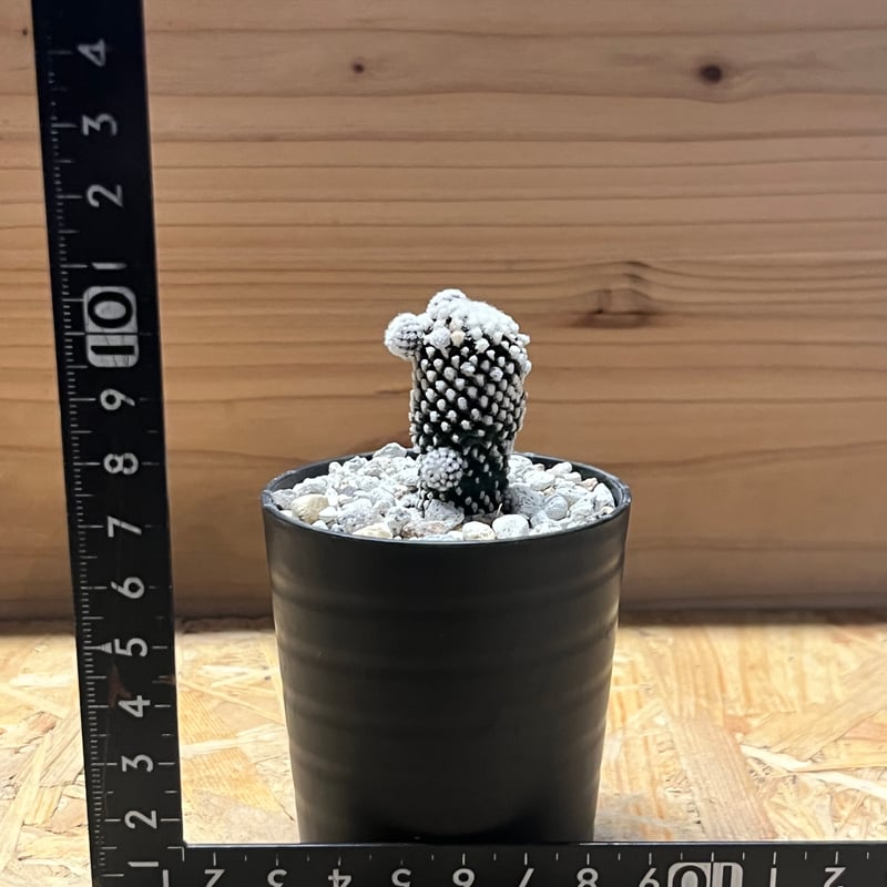 現地株　コピアポア　テヌイシマ　テヌイッシマ　発根済み　群生　仔吹　鉢のまま発送 現地株 コピアポア テヌイシマ テヌイッシマ 発根済み 群生 仔吹 鉢の