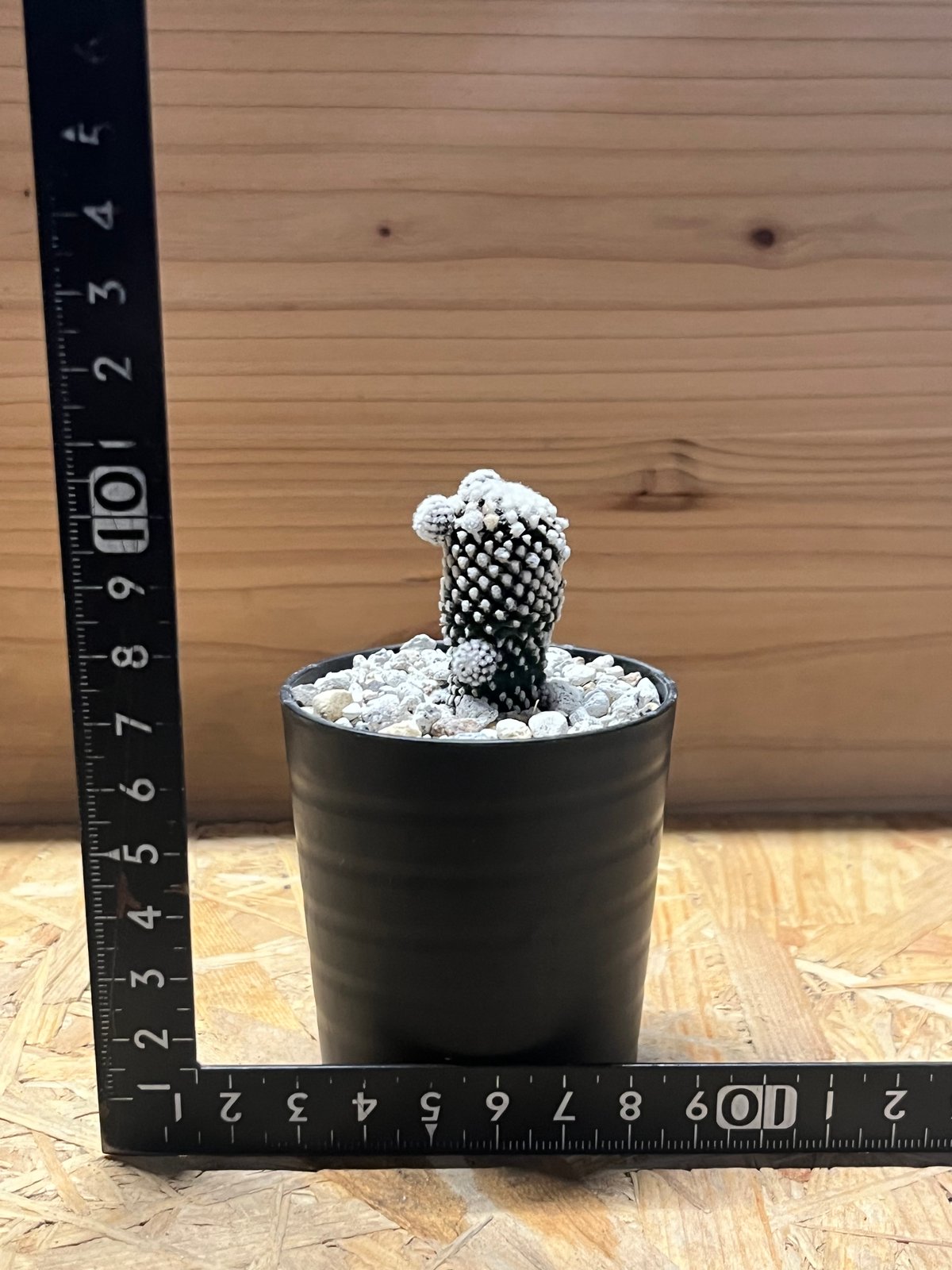 Copiapoa コピアポア　テヌイシマ　テヌイッシマ　群生　仔吹　鉢のまま発送 Copiapoa コピアポア テヌイシマ テヌイッシマ 群生 仔吹 鉢の