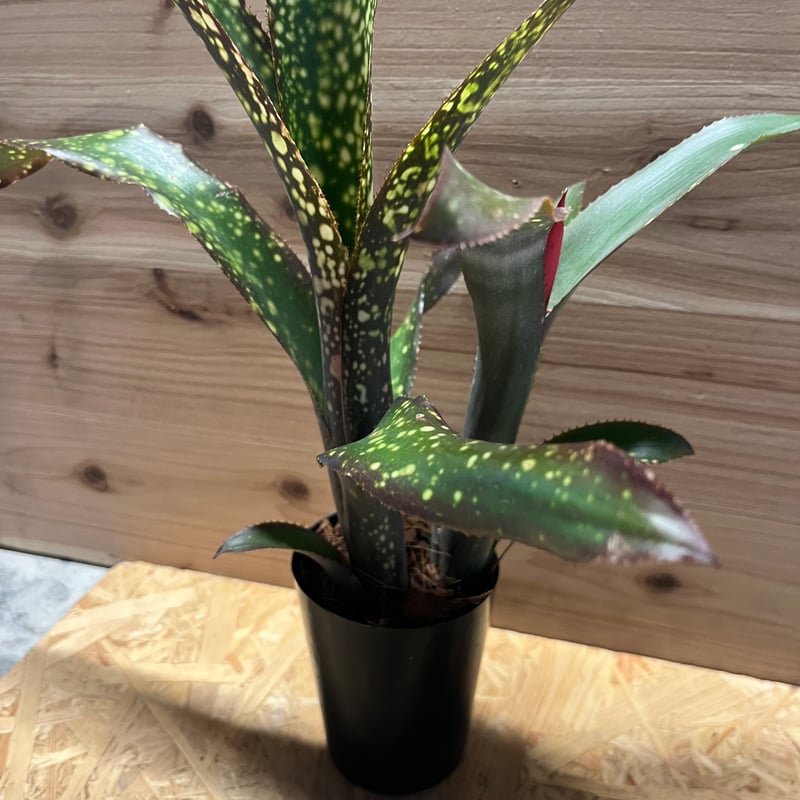 ビルベルギア ドリーム | GREEN LUCK