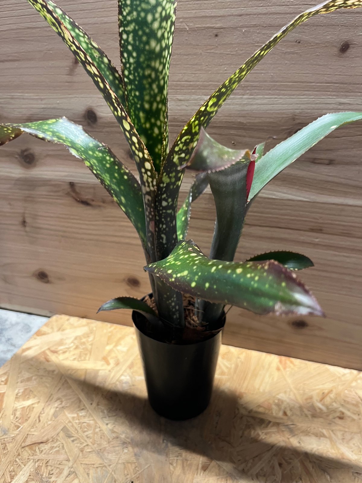 Billbergia 'Dreams'〔ビルベルギア〕現品発送B0261 Billbergia 'Dreams'〔ビルベルギア〕現品発送B0261 - メルカリ