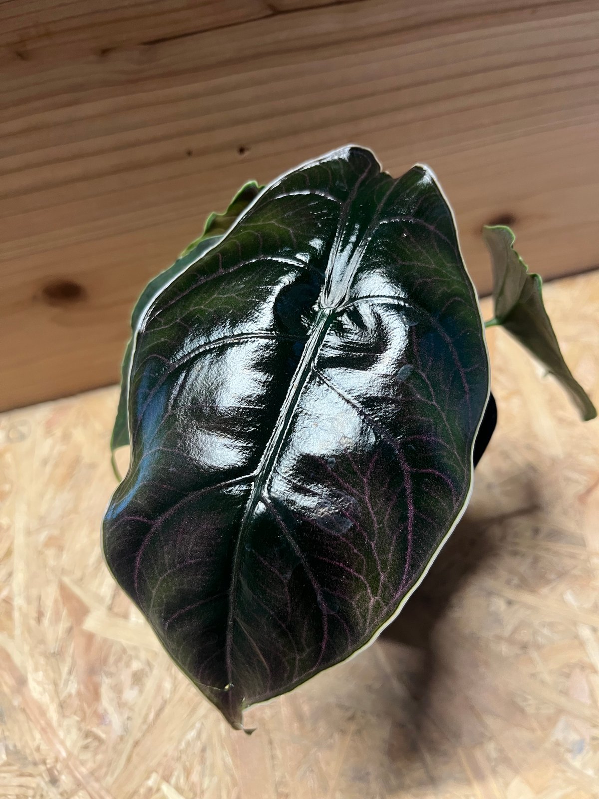 fit=scale-down,w=1200