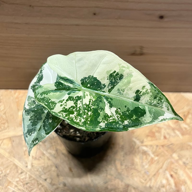 アロカシア グリーンベルット 斑入り | GREEN LUCK