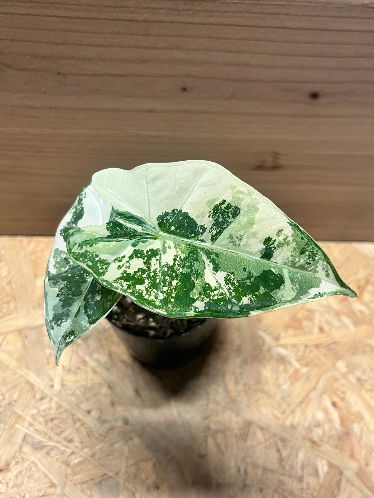 アロカシア　グリーンベルベット　斑入り　特選 アロカシア グリーンベルベット 斑入り | AQUASHOP つきみ堂