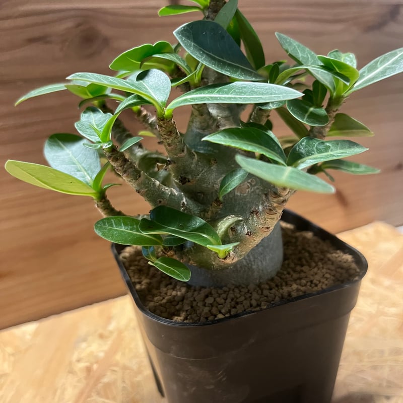 アデニウム アラビカム スーパードワーフ | GREEN LUCK