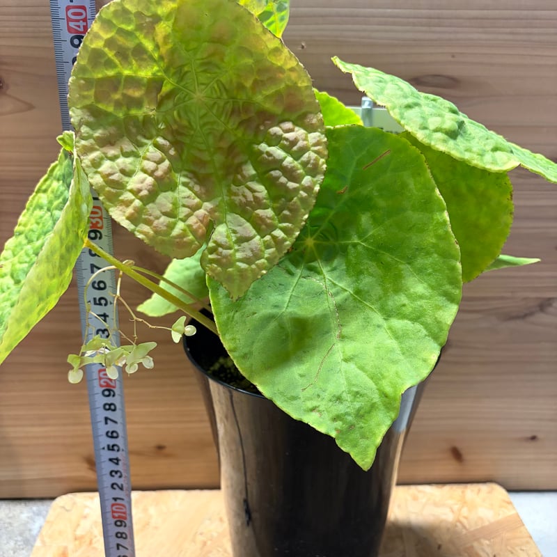 ベゴニア フートエンシス | GREEN LUCK