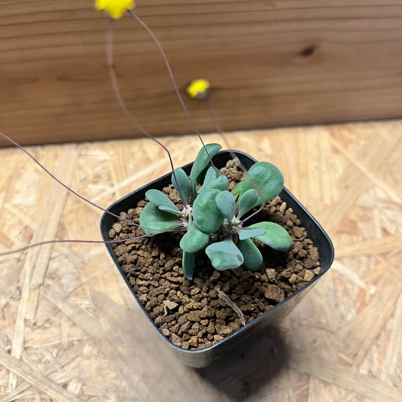 オトンナ ピグマエア | GREEN LUCK