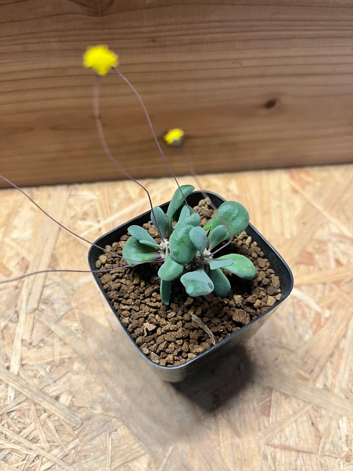 オトンナ ピグマエア | GREEN LUCK