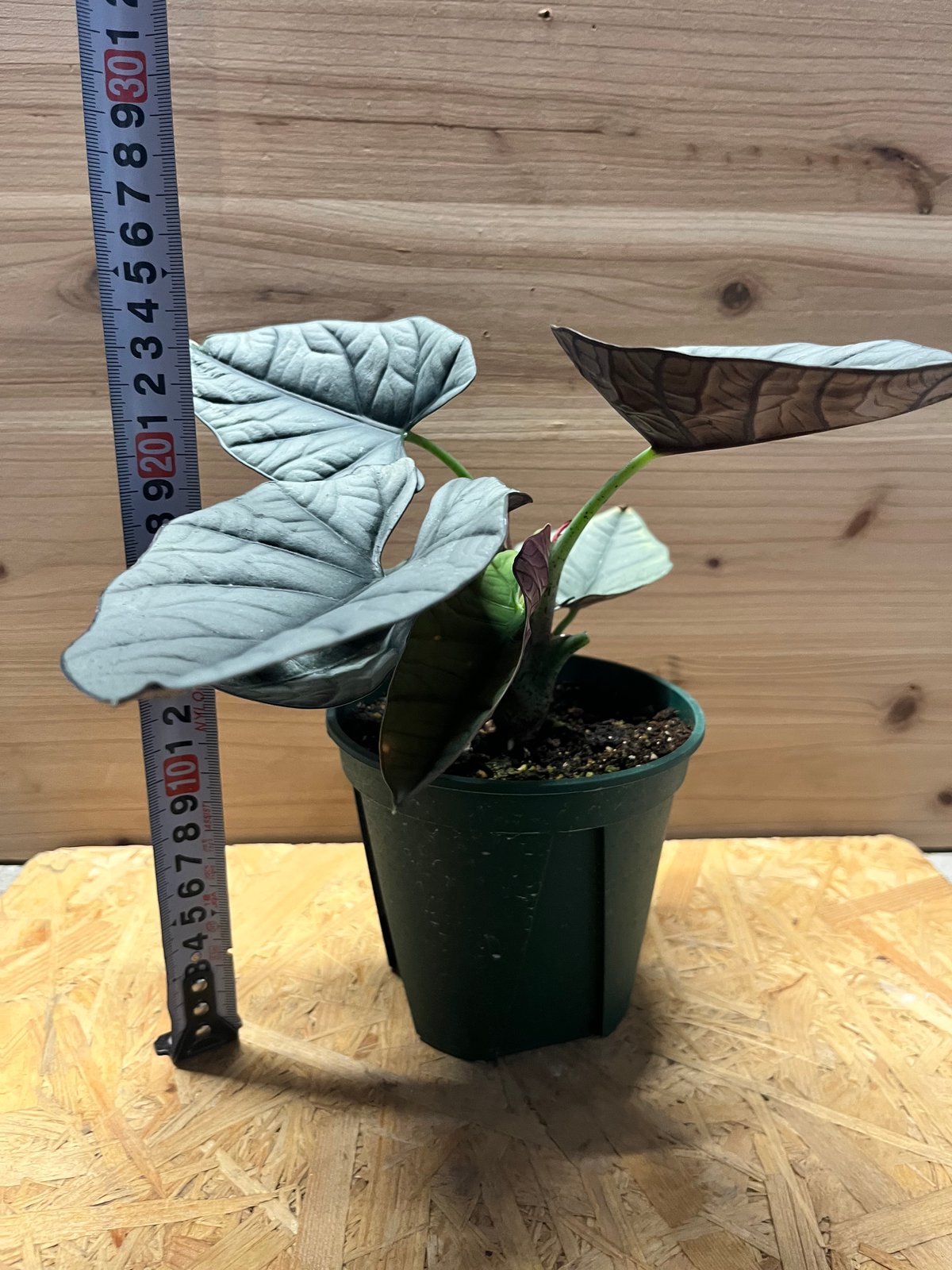 アロカシア エレーン | GREEN LUCK