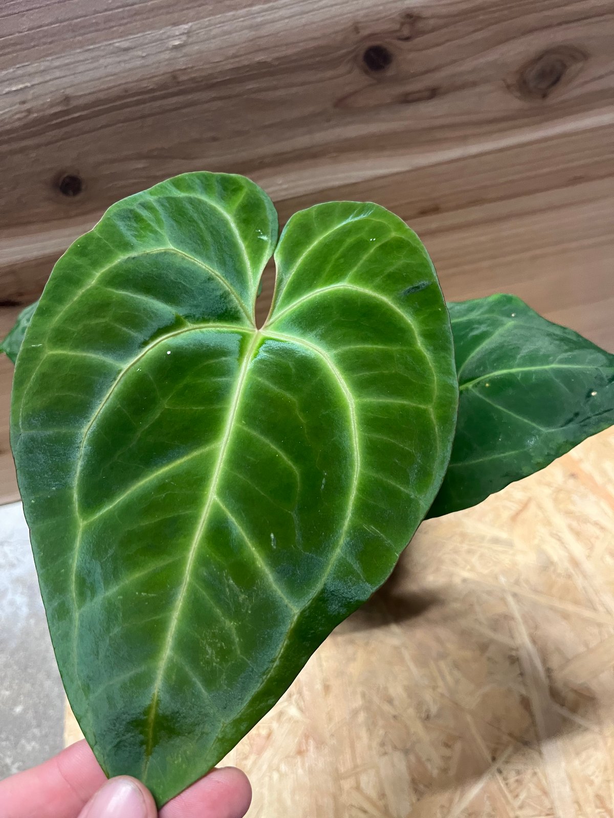 アンスリウム パピリラミナム レッドステム × ワロクアナム　大株 アンスリウム パピリラミナム レッドステム × ワロクアナム 大株 レア