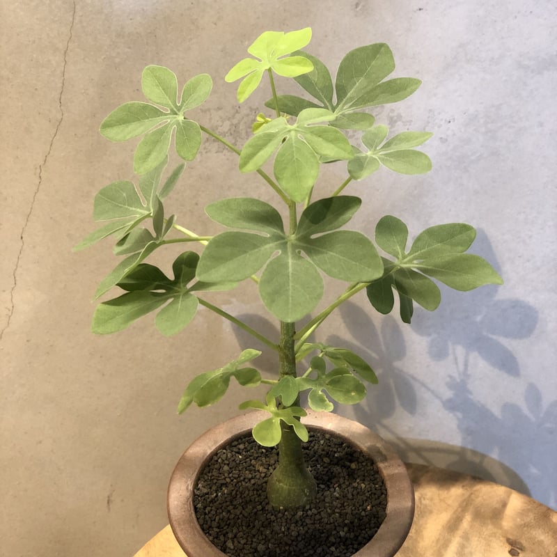 アデニア グラウカ 実生 adenia-glauca-043-03.jpg?v=
