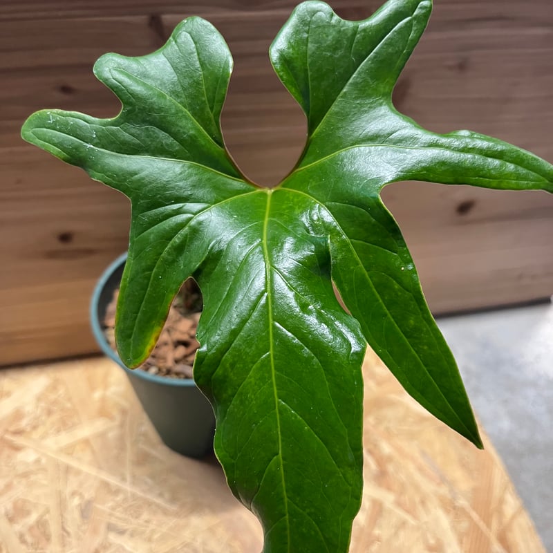 アンスリウム ペダツム | GREEN LUCK