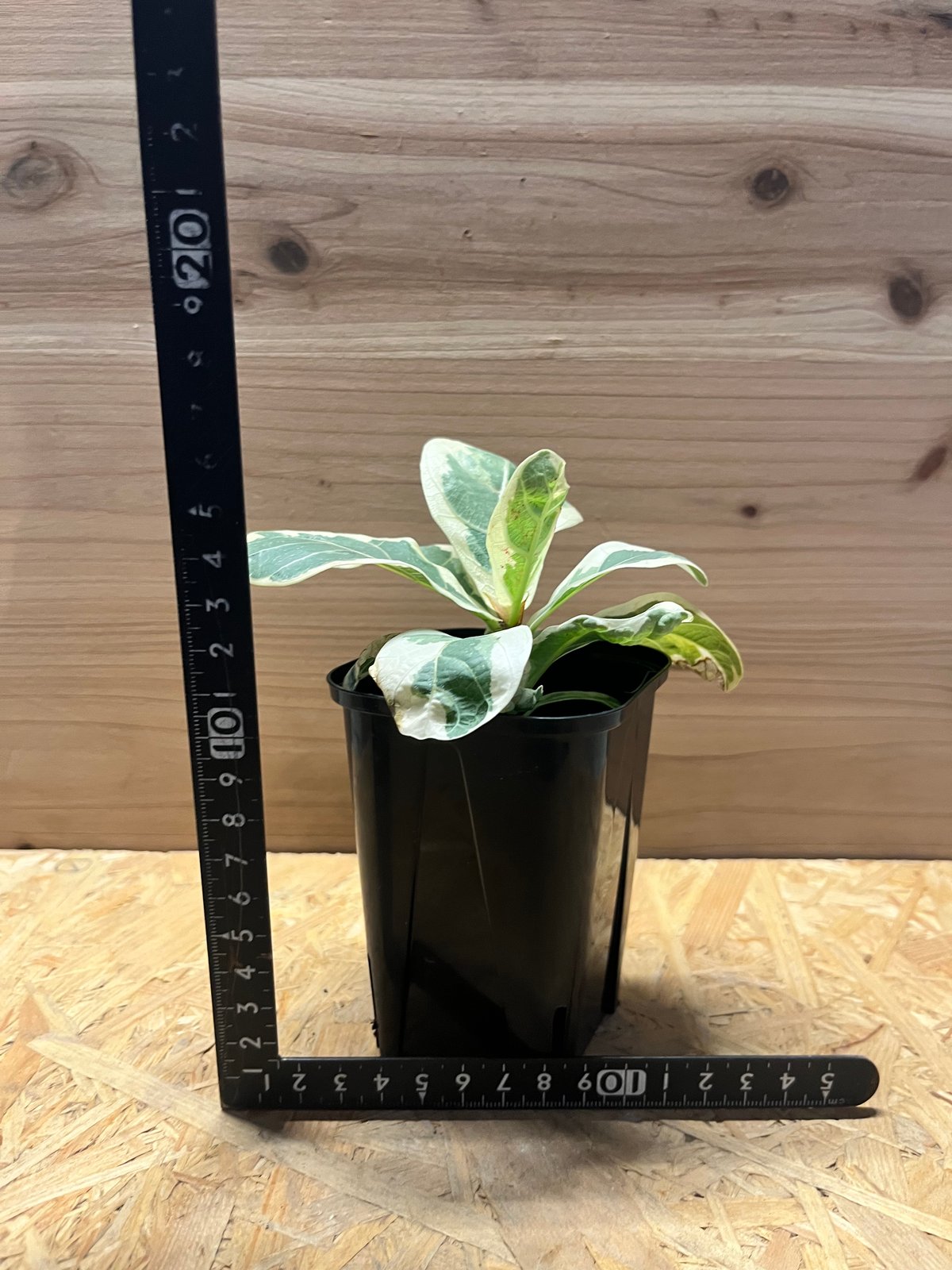 フィカス リラータ イヴォンヌ | GREEN LUCK