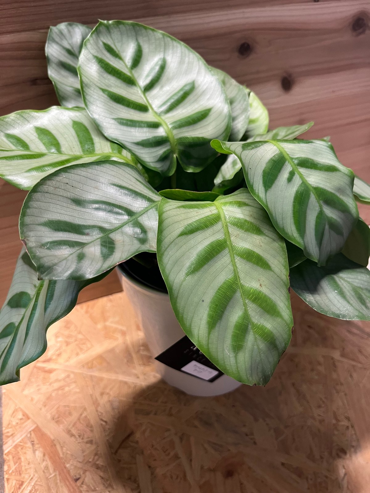 カラテア ゲッペルディア ベラ カリーナ | GREEN LUCK