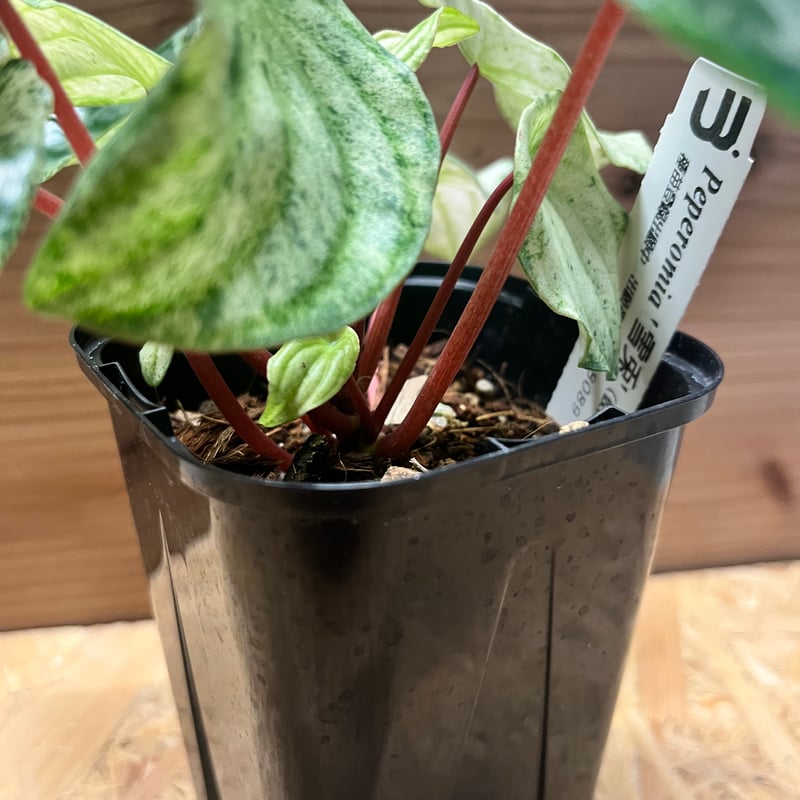 ペペロミア '雪兎' | GREEN LUCK