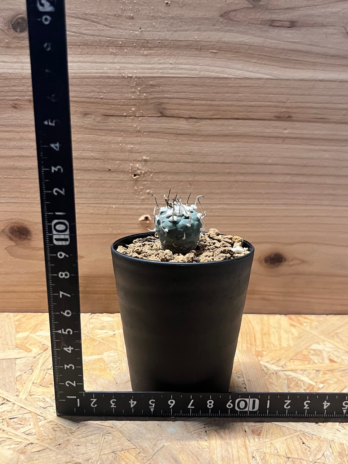 最強寅の日✖️鳳凰日☆白蛇頭と特大梟の最強波動オルゴナイト 最強寅の日✖️鳳凰日☆白蛇頭と特大梟の最強波動