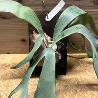 ビカクシダ リトルクラウン スポアセレクト | GREEN LUCK