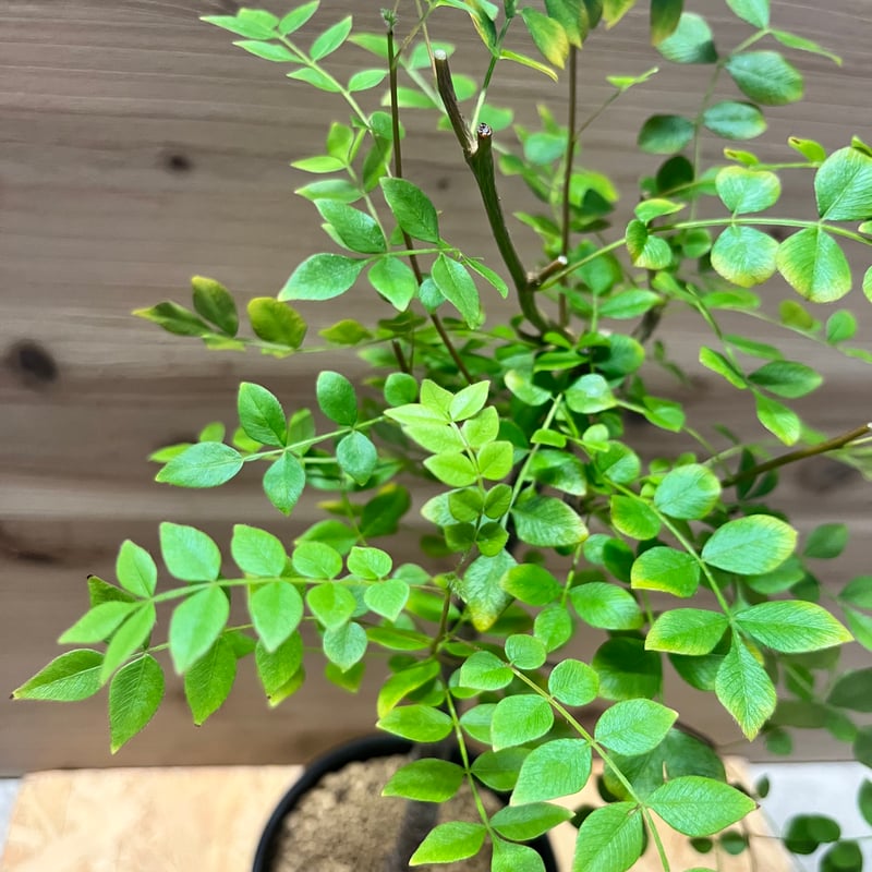 オペルクリカリア ボレアリス | GREEN LUCK