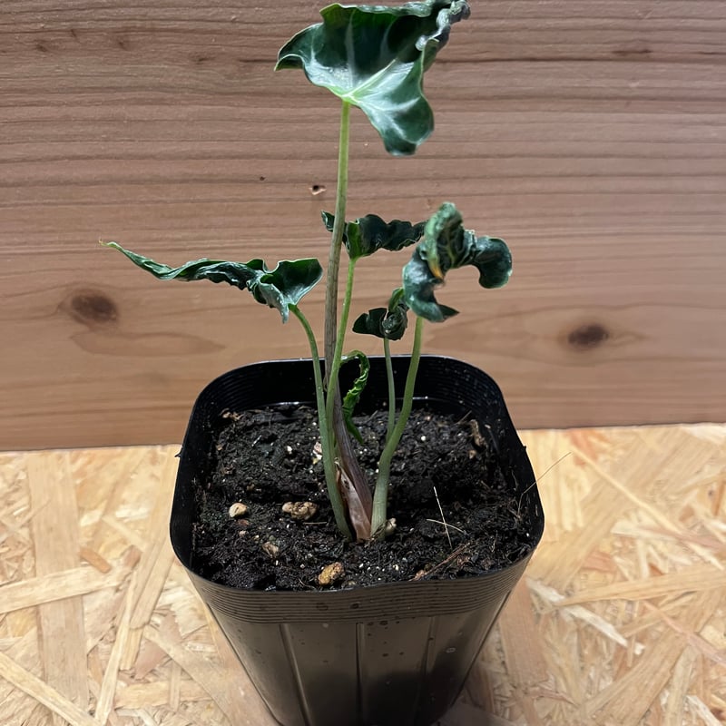 アロカシア ロコ | GREEN LUCK