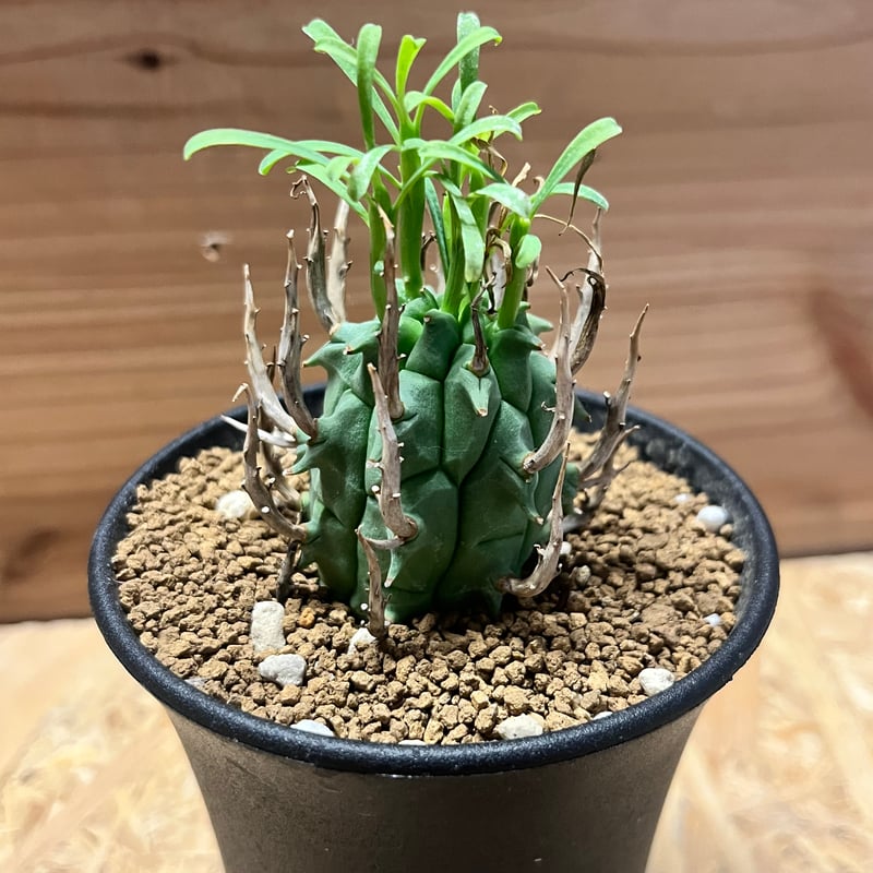 ユーフォルビア スコエンランディ 闘牛角 | GREEN LUCK